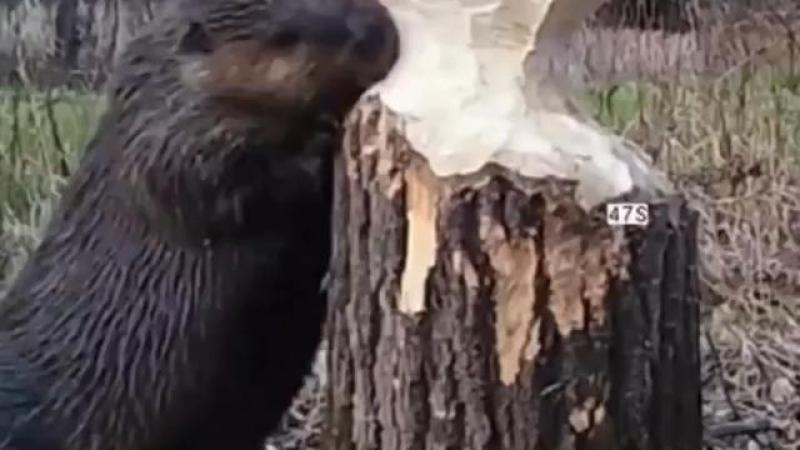 Beavers pause while chewing trees and listen to determine which way it will fall.