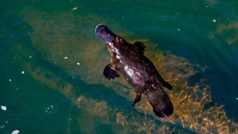 Baby platypus a sign of breeding success
